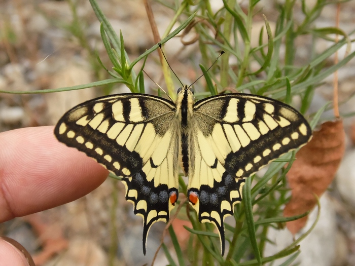 Papilio machaon